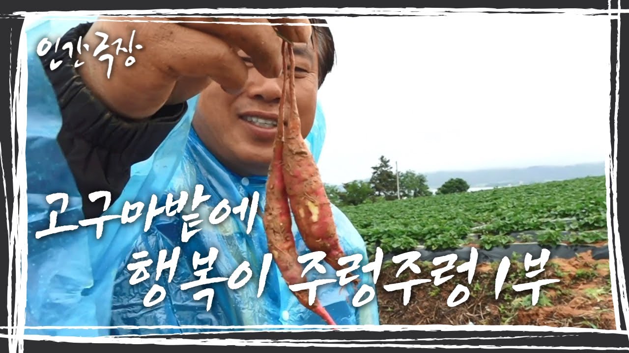 [인간극장] 덩굴 아래 주렁주렁 열리는 고구마들처럼 가족들, 이웃들과 행복을 키워가고 있는 열혈 농부 ' 고구마밭에 행복이 주렁주렁~' (1/2) KBS 방송