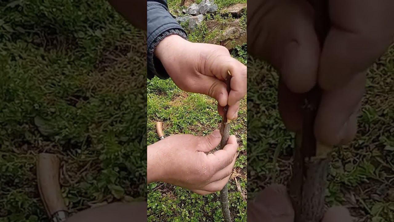 الان هو الوقت المناسب لتطعيم المشمش على اللوز المر بطريقة القلم اللحائي #2025#grafting apricots#
