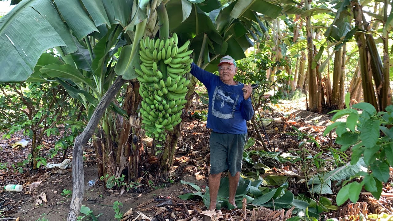 ELE CULTIVA 2 TIPOS DE BANANA MAÇÃ EM SEU TERRENO