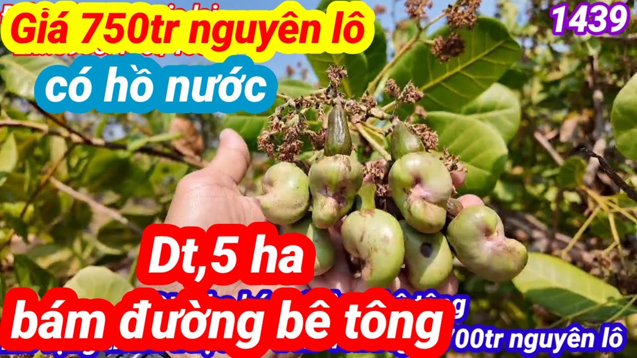 Dt,5 ha bám đường bê tông giá 750tr nguyên lô,  xã ia bơ nôn huyện đức cơ gia lai mỡ rộng được 30ha