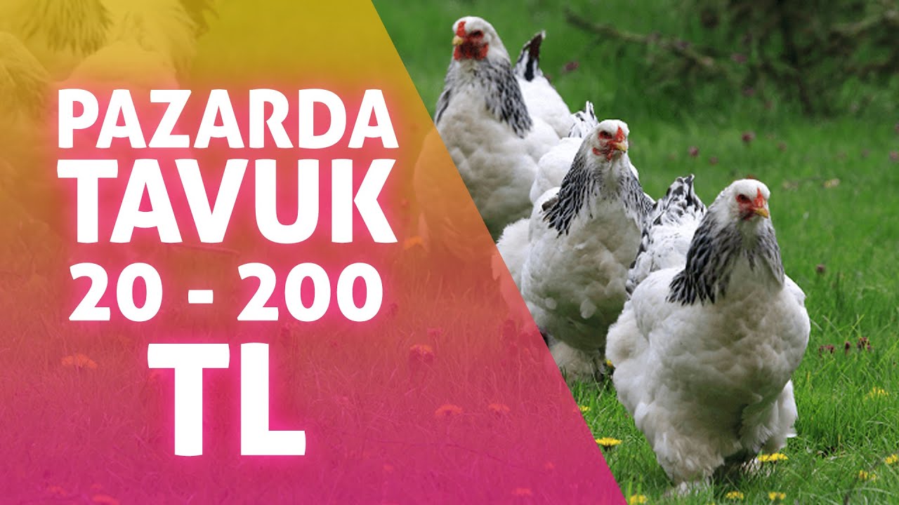 Güneş Açtı Fiyatlar Uçtu - ANKARA Tavuk Pazarı