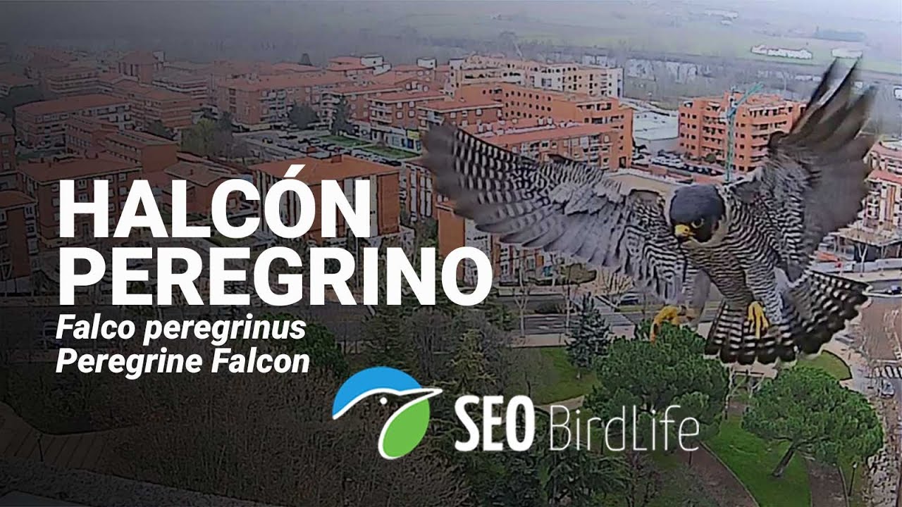 HALC&Oacute;N PEREGRINO &middot;🔴DIRECTO &middot; Zamora, Castilla y Le&oacute;n, Espa&ntilde;a || 🔴LIVE Peregrine Falcon, Spain.