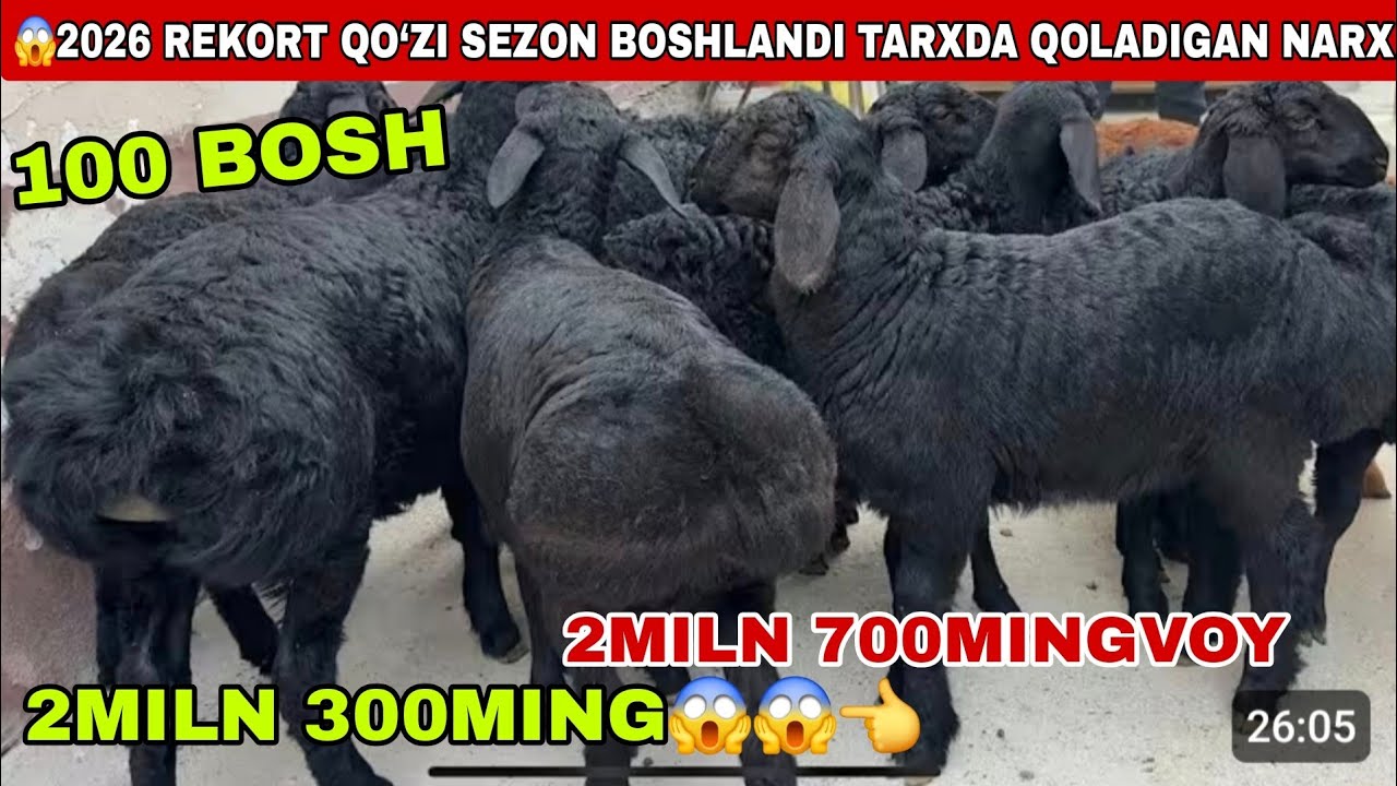 😱Voy dodd 2miln 300mingdan qo’zilar keldi 2026 rekort qo’zi sezon boshlandi narxlar tushti
