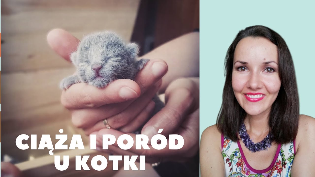 Ciąża i poród u kota (English subtittles)