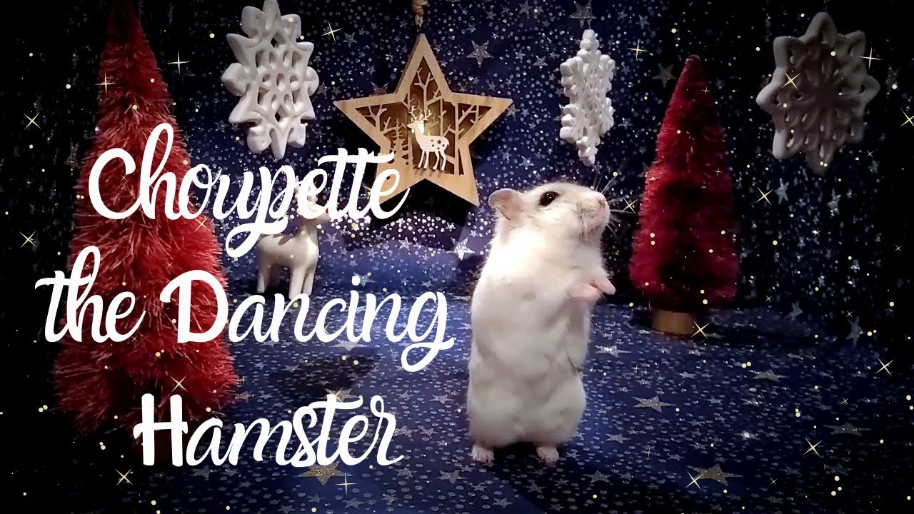 Best hamster tricks: Happy New Year Hamster Dance! *  hamster tricks * hamster training *