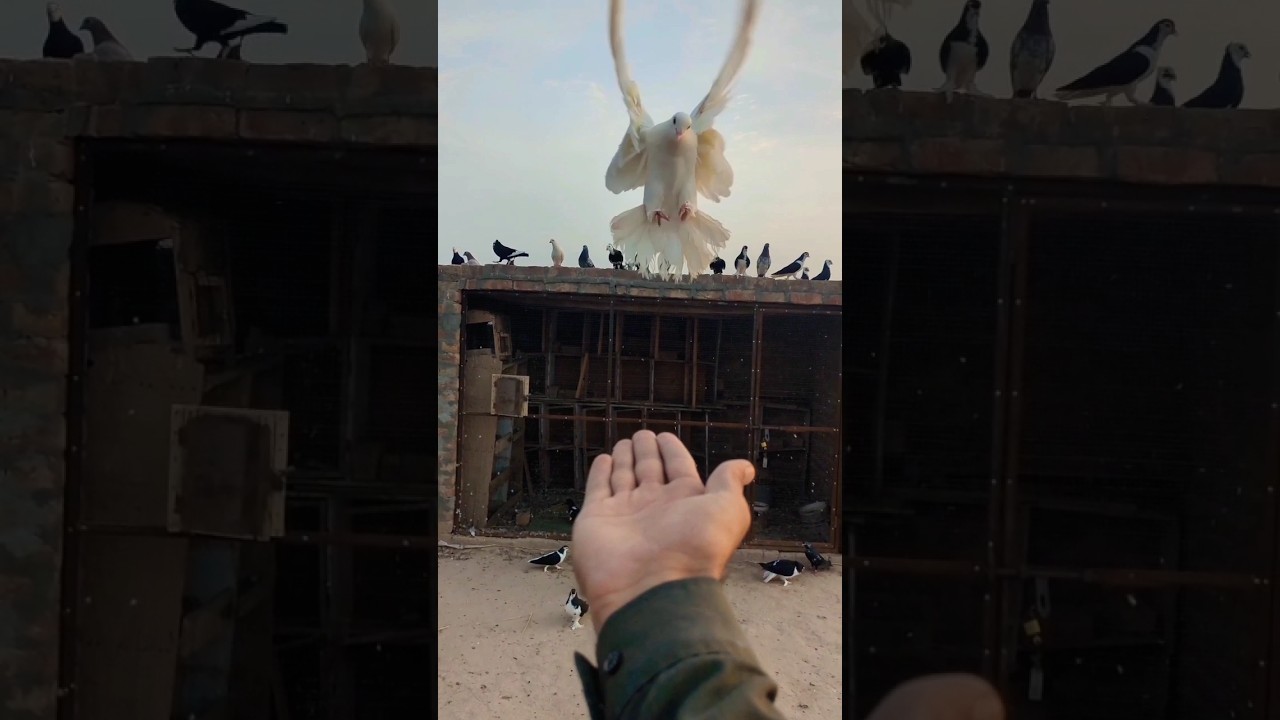 FULL white Lucky female pigeon 🥰 || #pigeon #shorts #fancykabootar