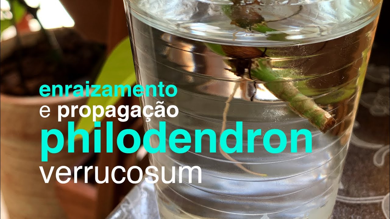 Como Fazer Enraizamento e Propagação de Philodendron | Flay