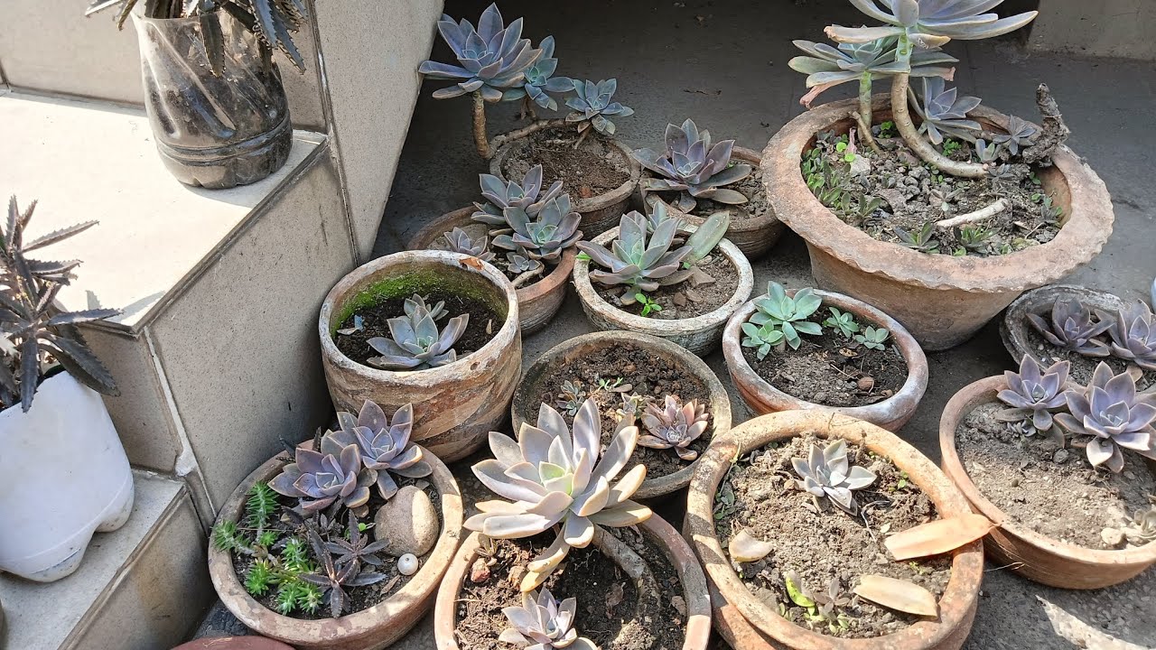 🪴বর্ষা আসার আগে স্যকুলেন্টের যত্ন করে নিলাম। 