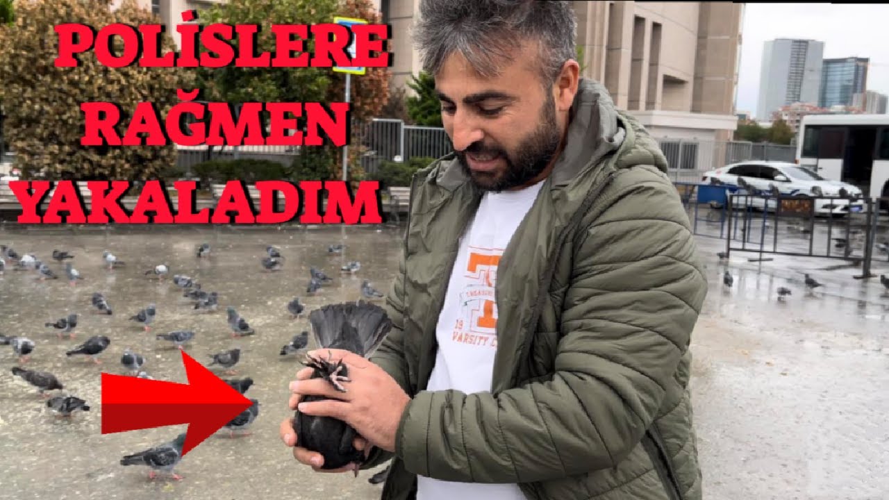 Yabani Güvercinler Arasında Kaçak Yakaladım ( Nuhudi Şeytan Tepe )
