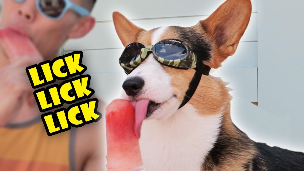 CORGI vs POPSICLE | DOG-FRIENDLY TREATS for SUMMER