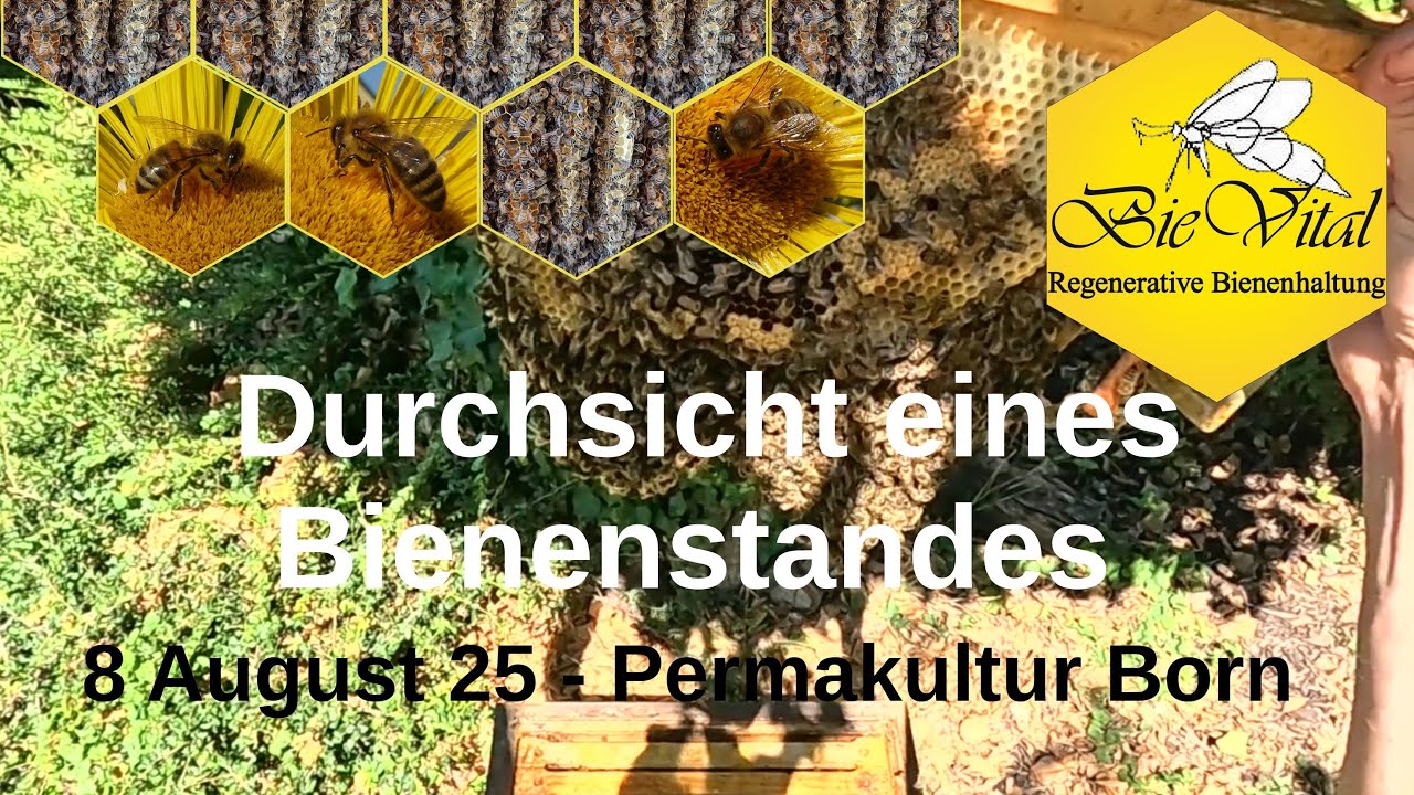 Durchsicht eines Bienenstandes 8 August 25 - Permakultur Born