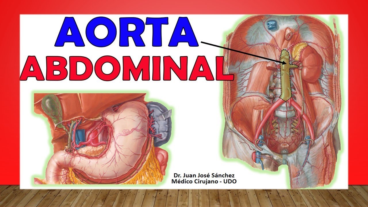 🥇 Anatomía de La AORTA ABDOMINAL. Fácil Explicación!