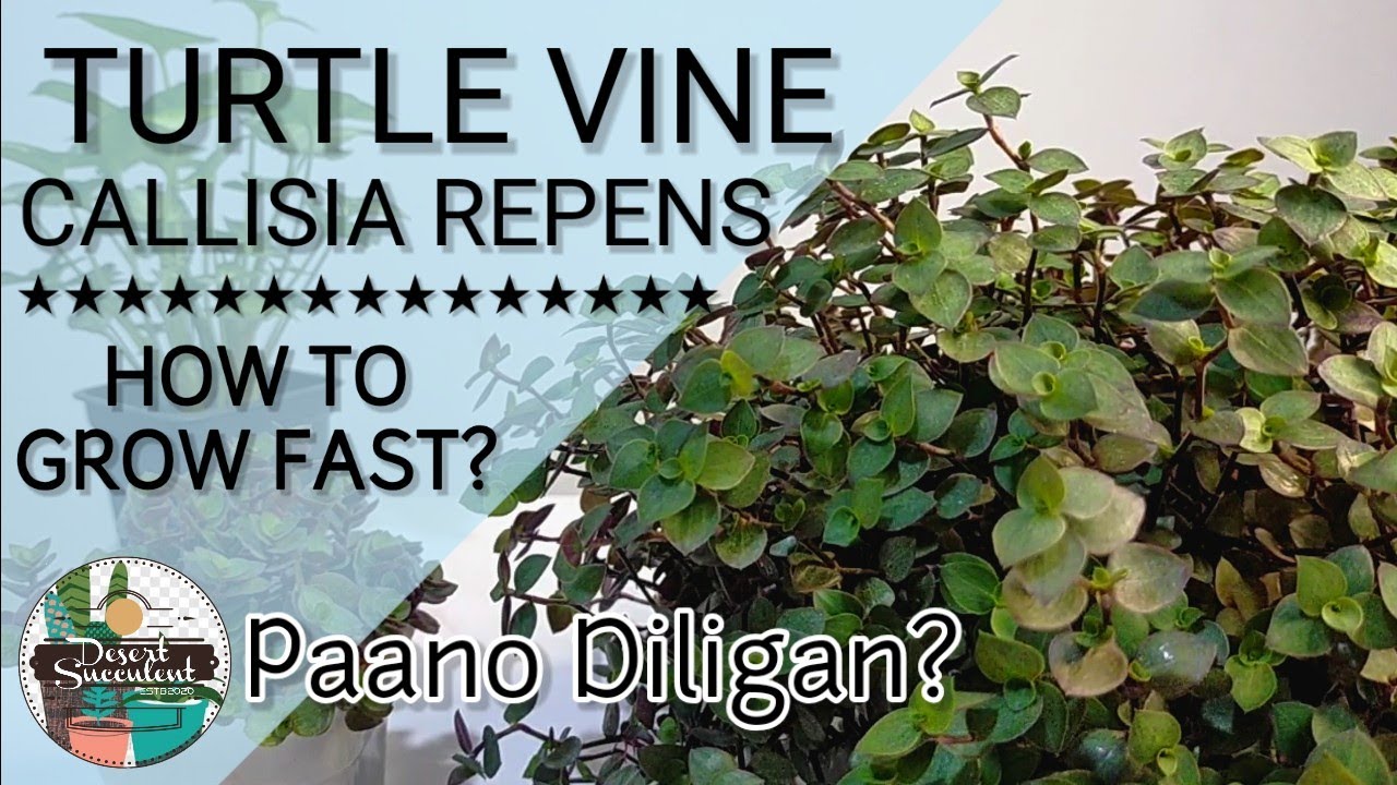 4. Руководство по уходу за суккулентом Callisia Repens (черепашья лиана) | Многорастительные сукк...