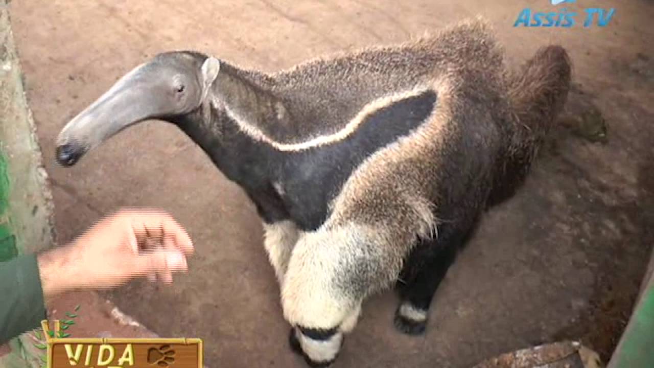 VIDA DE BICHO - TAMANDU&Aacute;