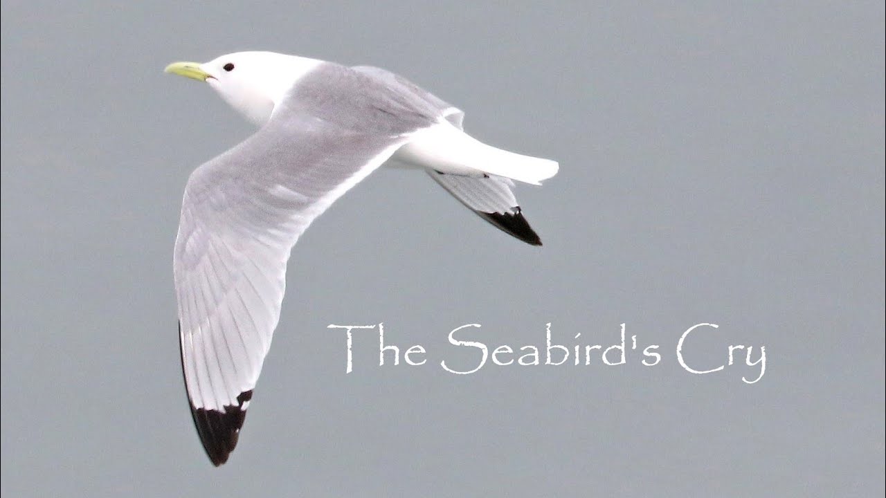 The Seabird's Cry