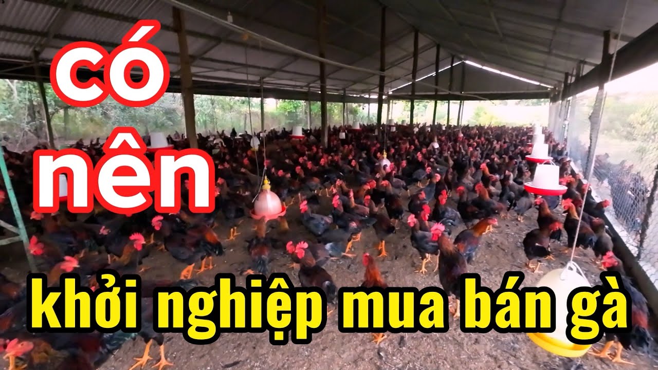 C&oacute; n&ecirc;n KHỞI NGHIỆP mua b&aacute;n g&agrave; | nghề m&agrave; c&aacute;c bạn trẻ kh&ocirc;ng nghỉ tới / T&acirc;m Đỗ