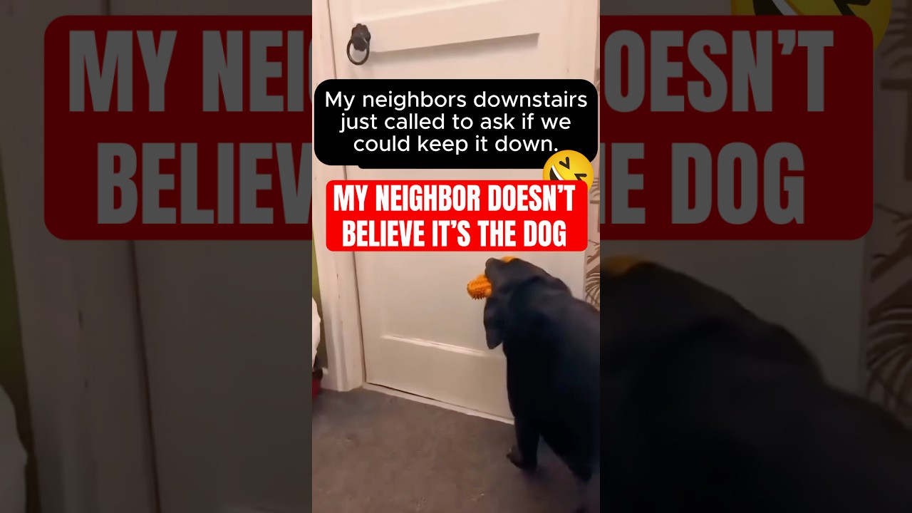 Why My Dog's Behavior is Putting Me at RISK of Being EVICTED!