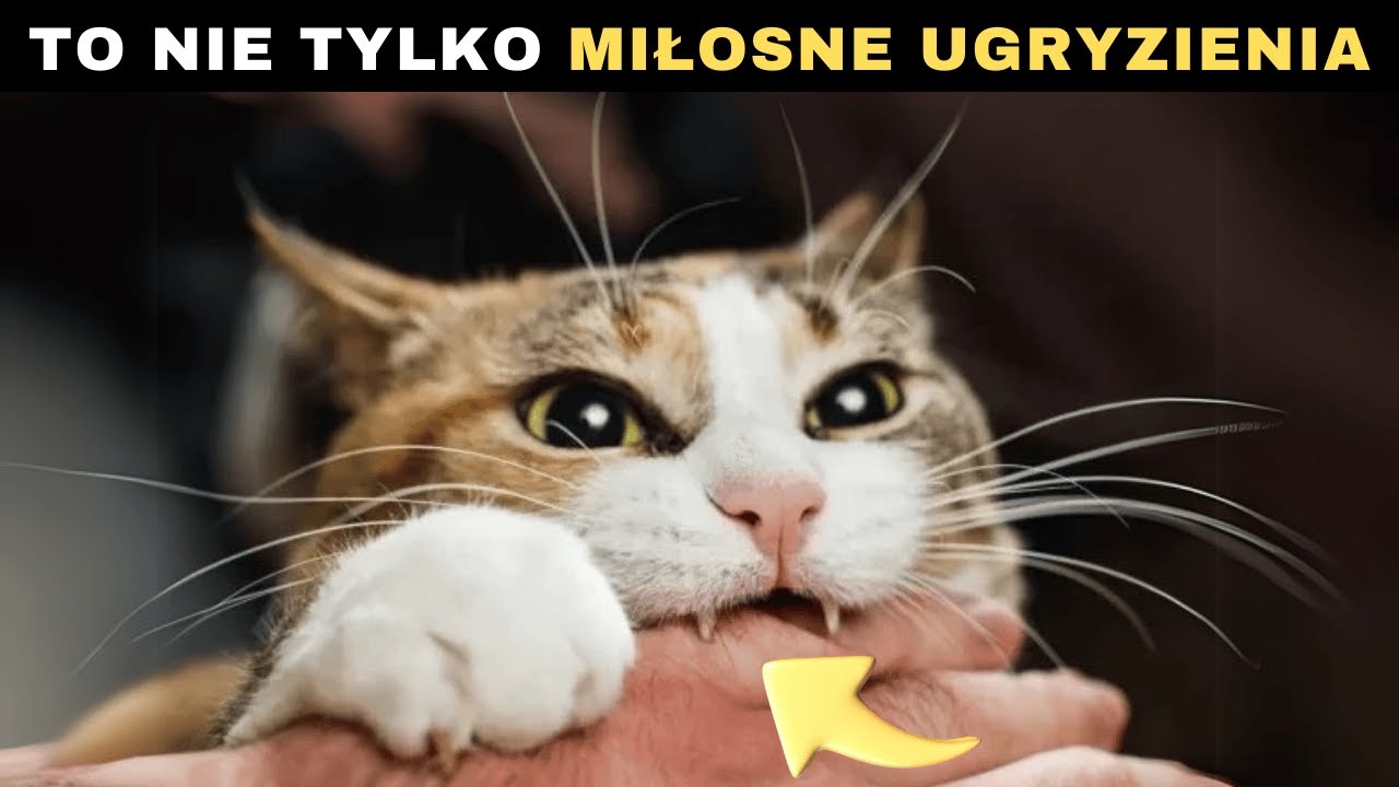 Jeśli twój kot CIĘ GRYZIE, to próbuje ci coś POWIEDZIEĆ!