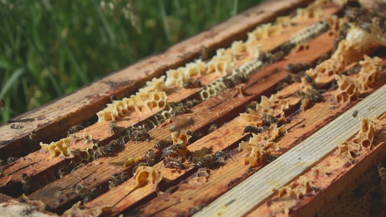 Bee.pl - Siejemy łąki kwietne