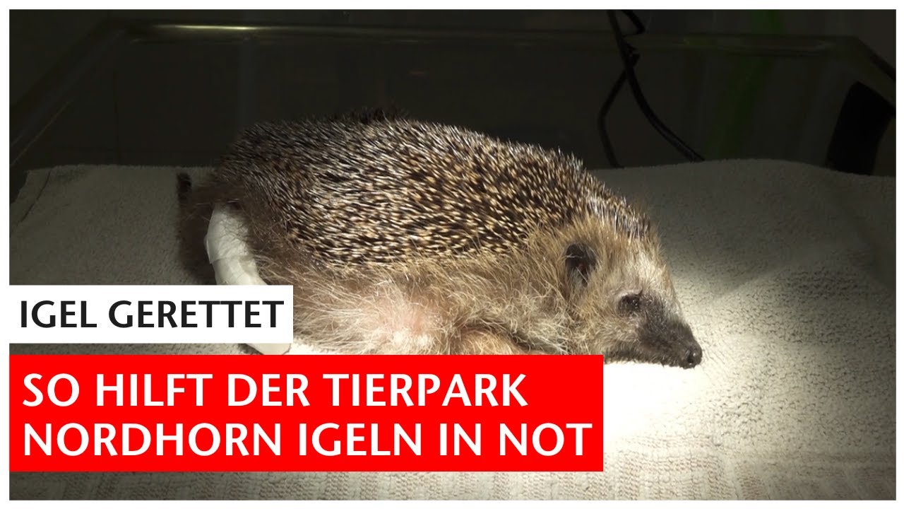 Igel in Not: So hilft die Auffangstation im Tierpark Nordhorn den Wildtieren | GN-Online