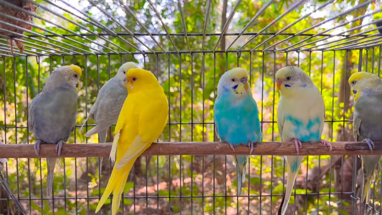 Budgie Sounds 7 Hours