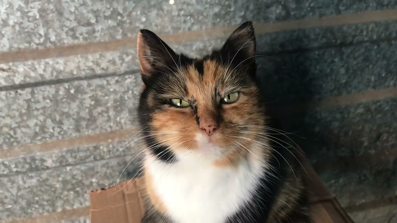 Red Princess My Favorite Cat