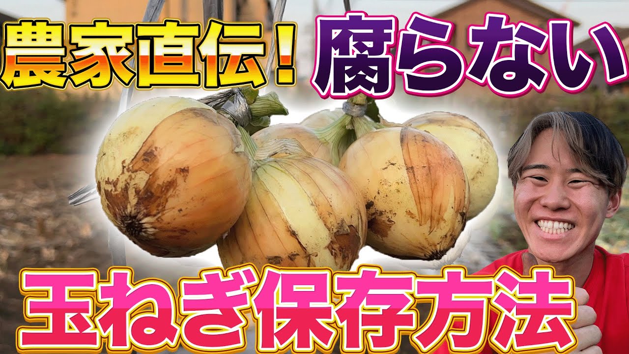【絶対見て】玉ねぎ収穫した後の保存方法を教えます。農家がやっているマル秘テクニックであなたの家の玉ねぎも長期保存可能になります！