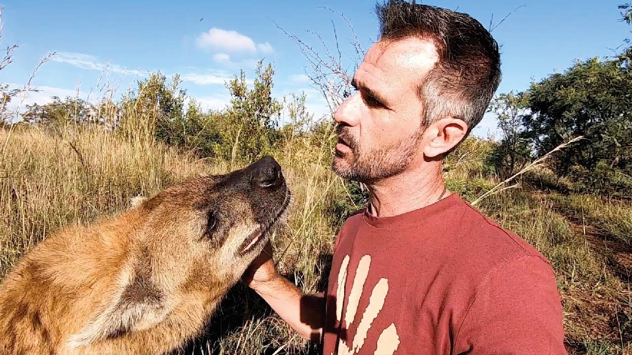 Meet the characters | Bongo, King of the Hyenas | The Lion Whisperer