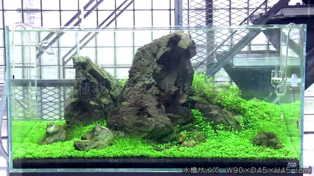 [ADAview] AJ224連動 90cm水槽 万天石石組レイアウト