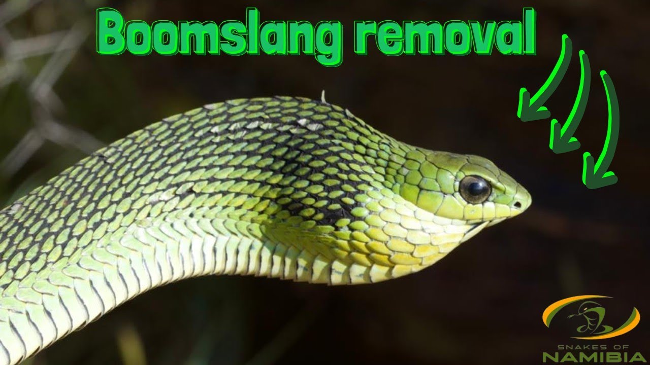 Large Female Boomslang Removal