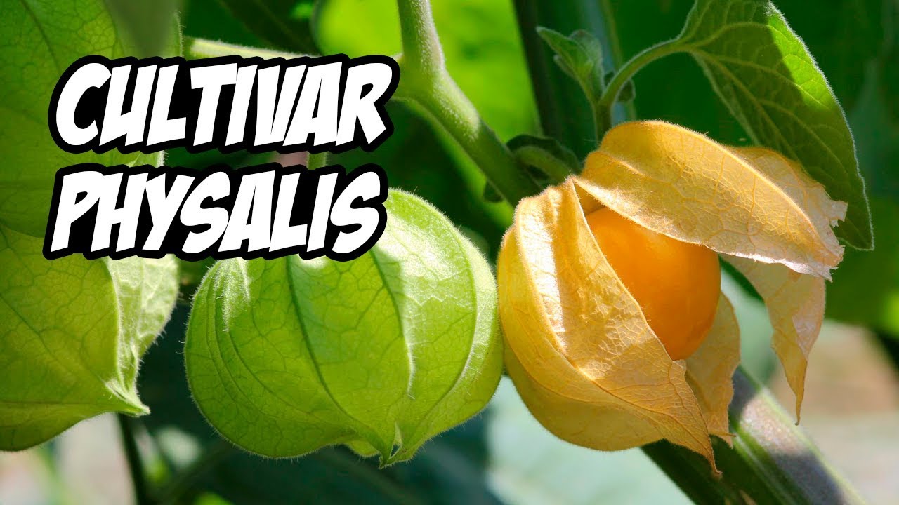 LA MEJOR GUÍA PARA CULTIVAR PHYSALIS O UCHUVA 🌱 | La Huerta de Ivan