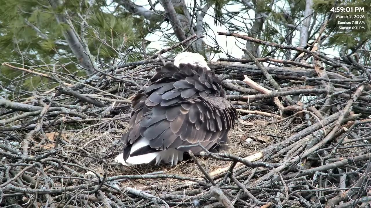 🥚Harriet Lays Egg #1!  4:39 pm 🥳 Great Lakes Bald Eagle Cams ~ 3-2-2026