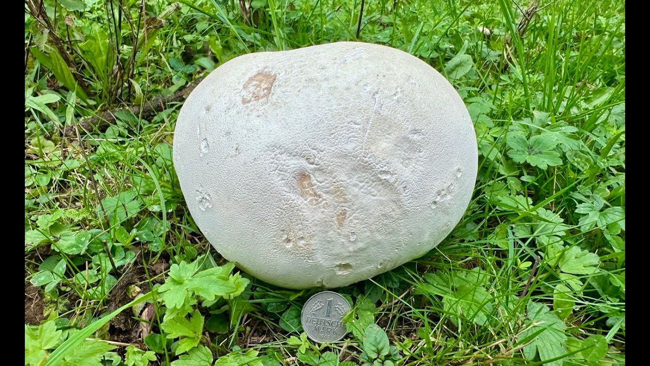 Speisepilz Riesenbovist: erkennen, sammeln, zubereiten