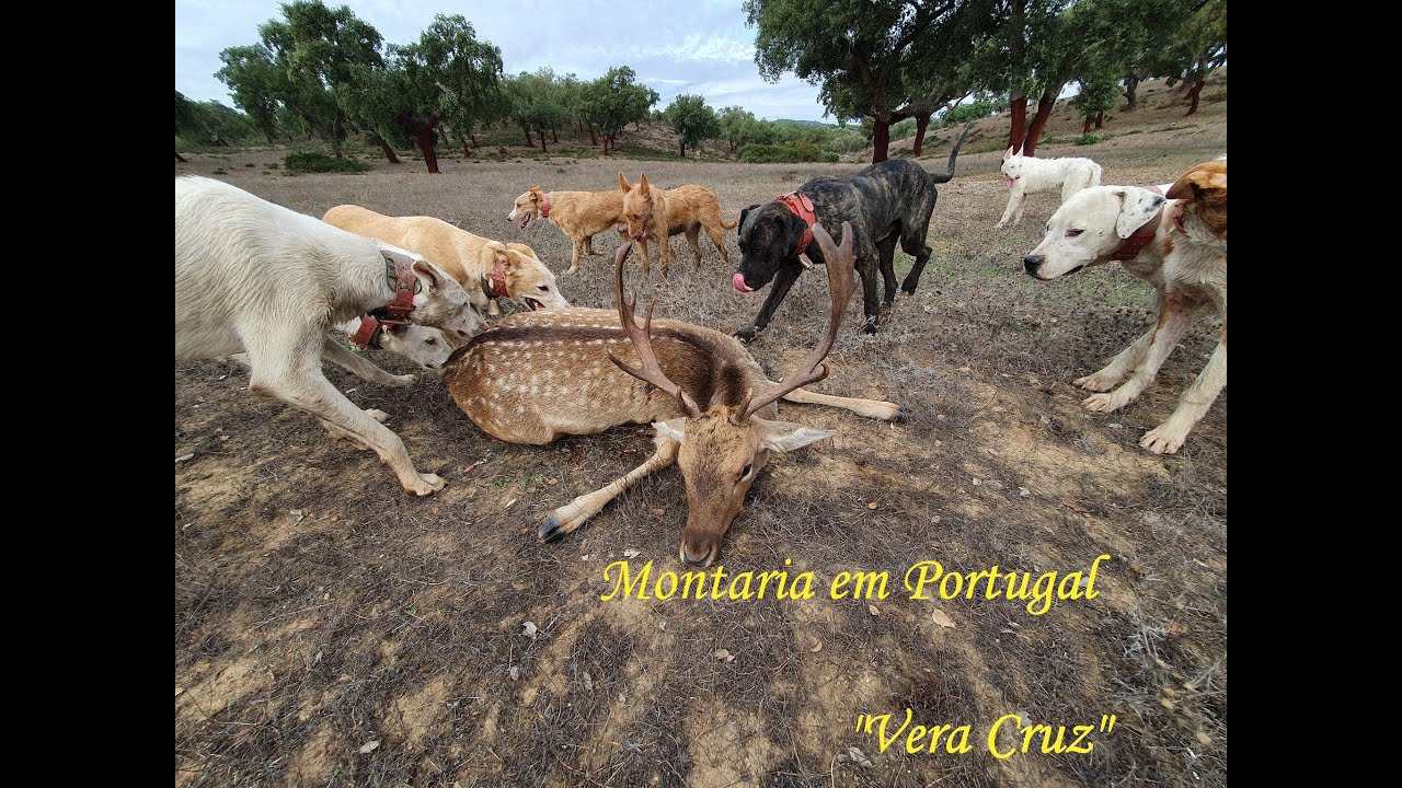 MONTARIA EM PORTUGAL 