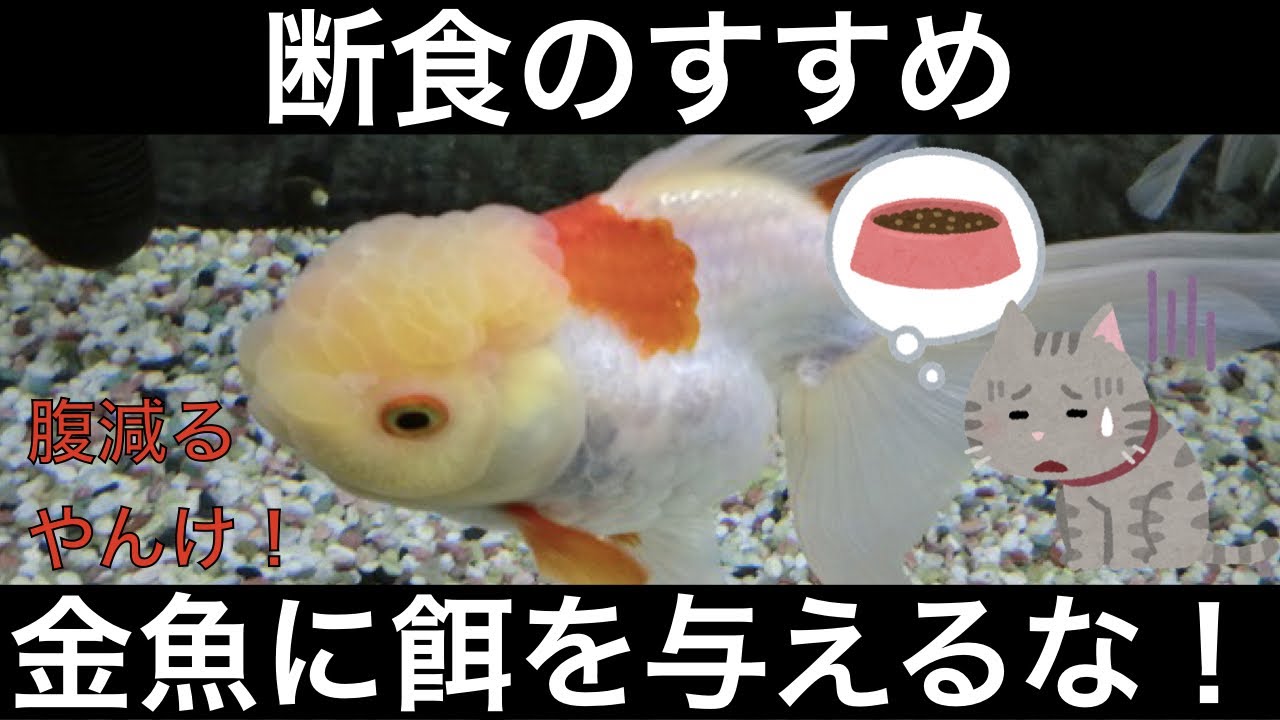 金魚に餌を与えない餌切り、必要な理由や場面、期間について解説します