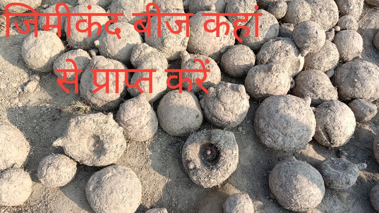 जिमीकंद खेती जिमीकंद बीज वाला कहां से प्राप्त करें