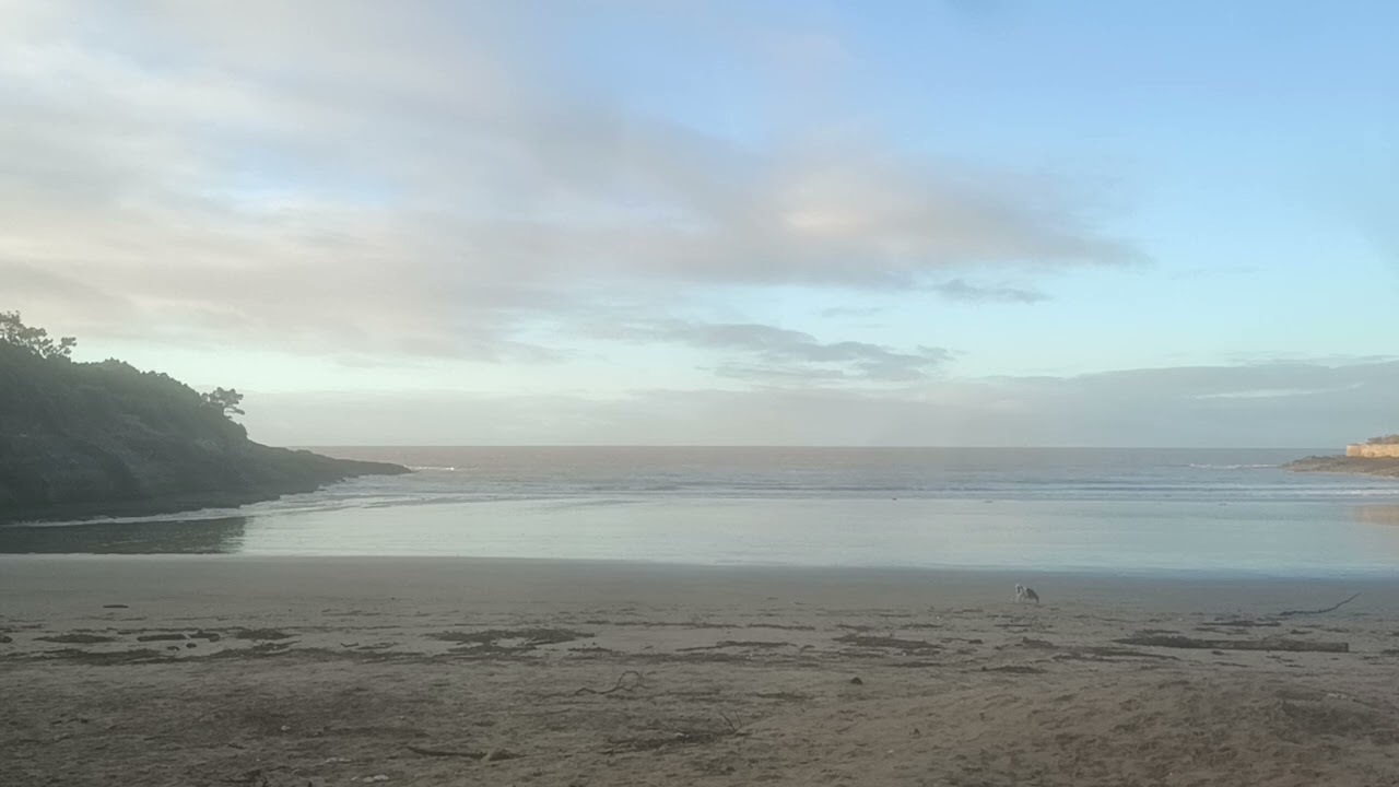Field Recording || Winter Ocean Waves & Dog Walkers