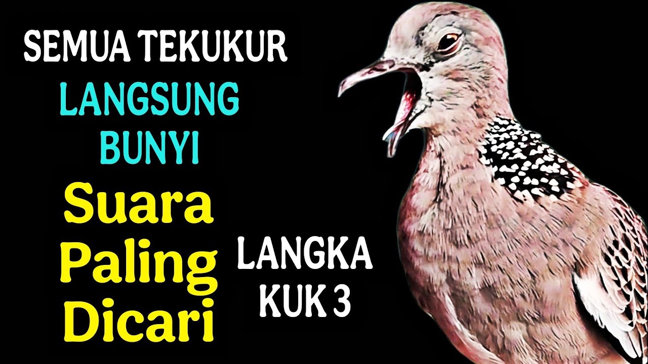 Tekukur derkuku kuk 3 lokal gacor ngamuk - paling di cari dan langka