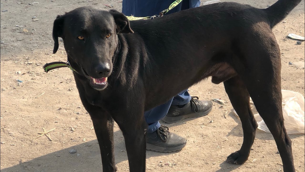 Kohat dogs mandi ka shouq 