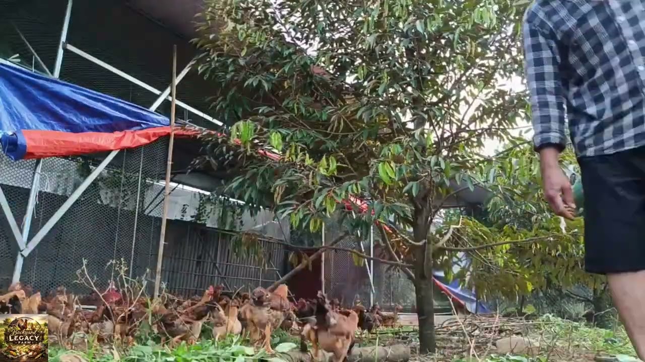 Do You REALLY Know How to Take Care of the Chickens Every Day for a Happy Flock
