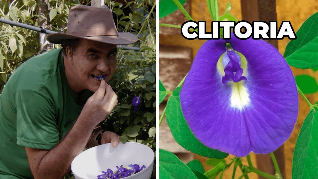 CLITÓRIA OU FEIJÃO-BORBOLETA ESSA PANC É DELICIOSA! - Sítio PANC