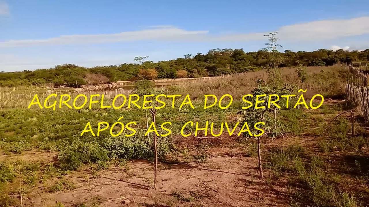Agrofloresta na Caatinga 28/02/21/SAF São José