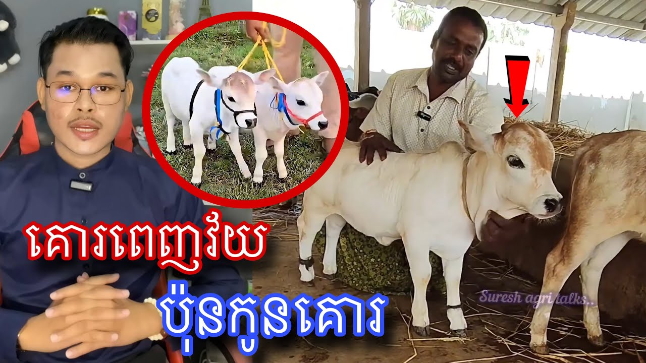 មកស្គាល់ពូជគោរដែលមានទំហំតូចបំផុតក្នុងលោក l Mr.Veasna2