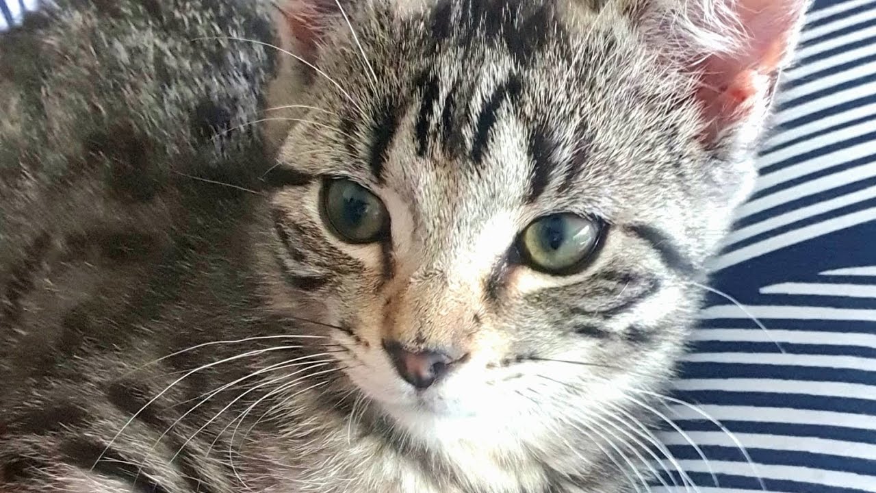 Foster kitten playing #fosterkitten #kitten #cutekittenvideos