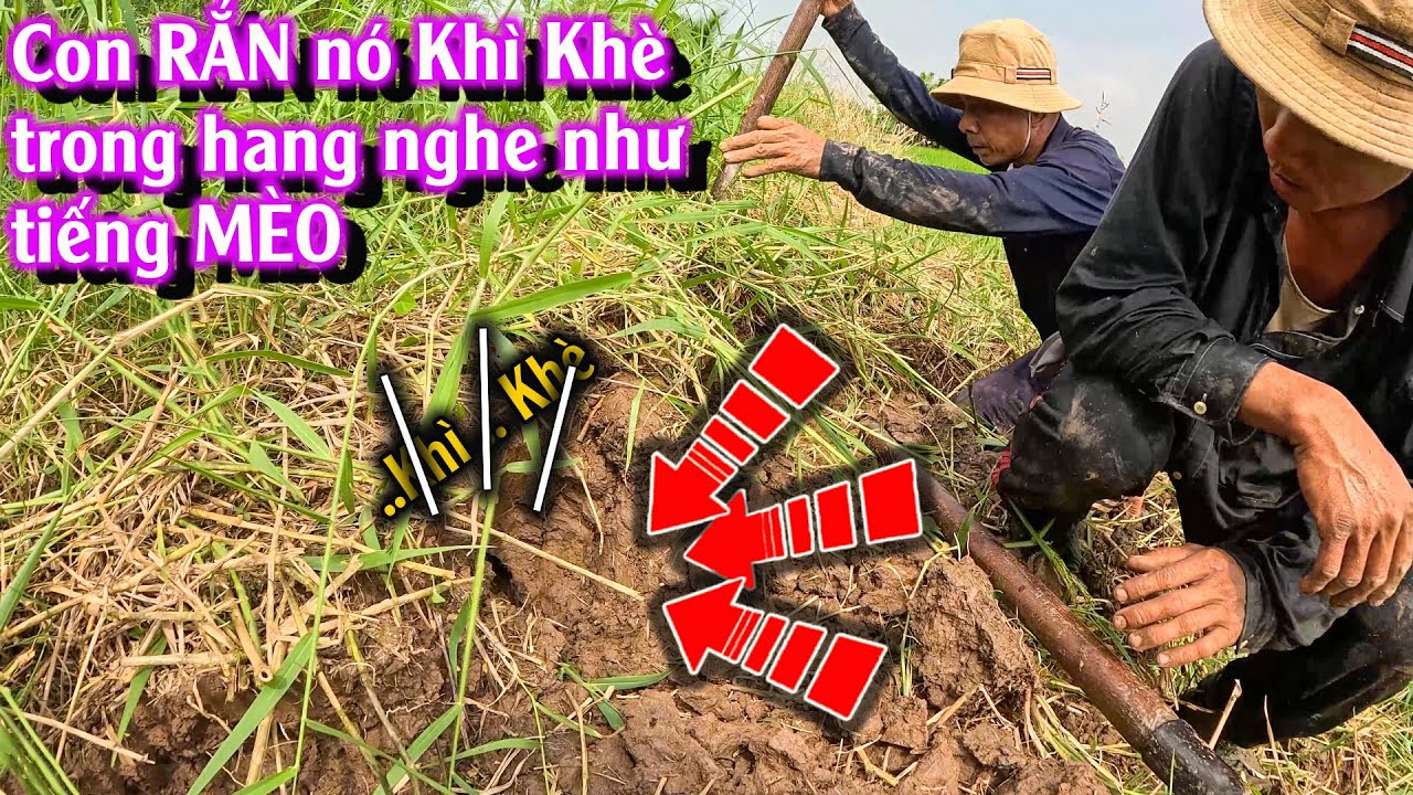Giật mình .. con RẮN nó Khì khè như Mèo | TGSB #1049