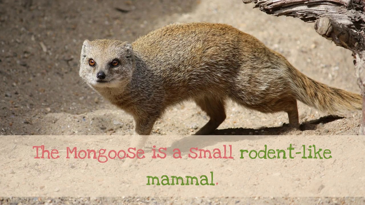 15 Facts You May Not Know About Mongoose