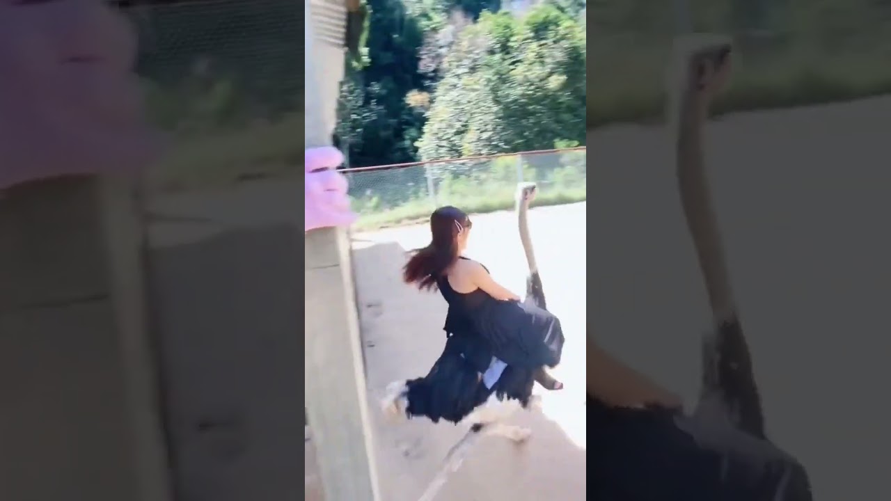 Ostrich Ride 🤣  Funny Video