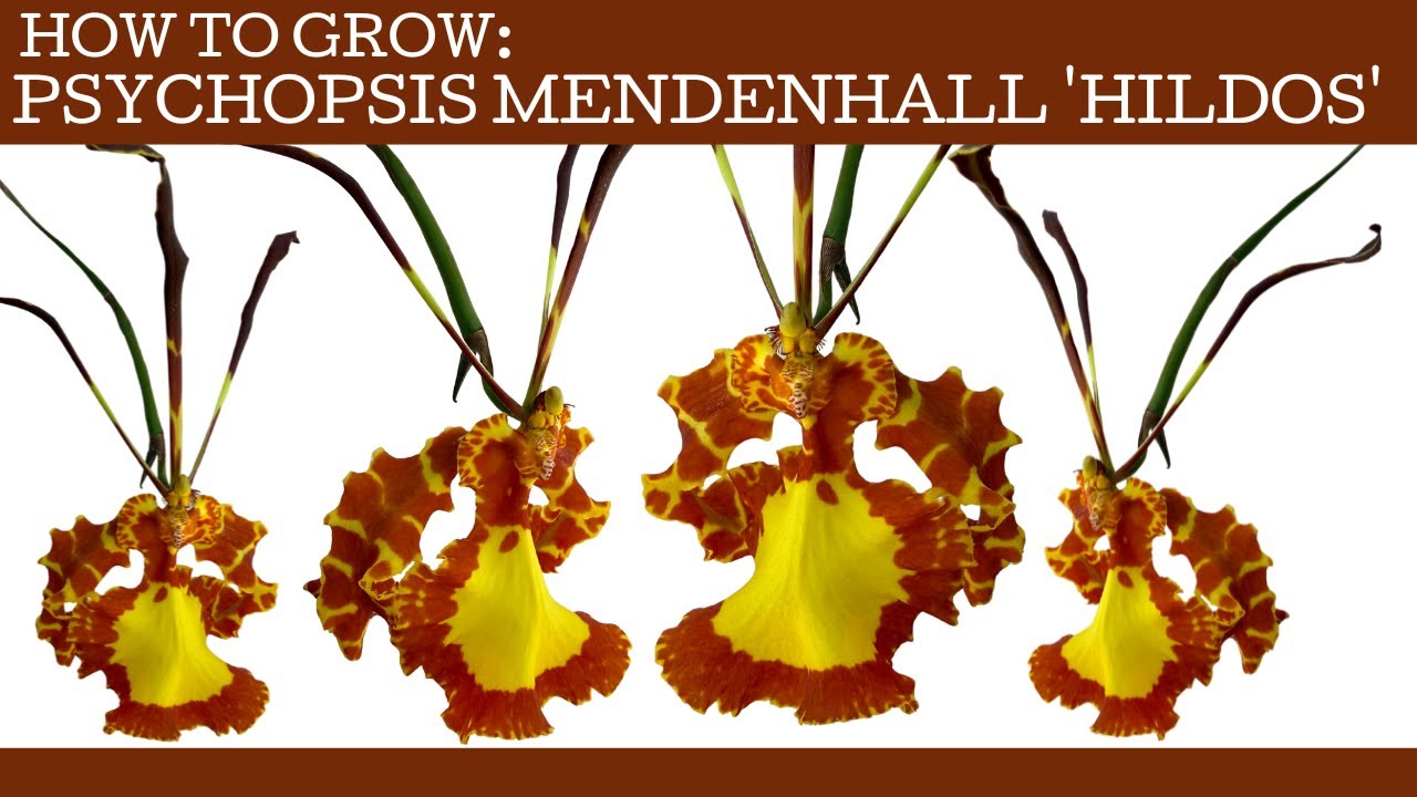 Как выращивать: Psychopsis Mendenhall 'Hildos' !!