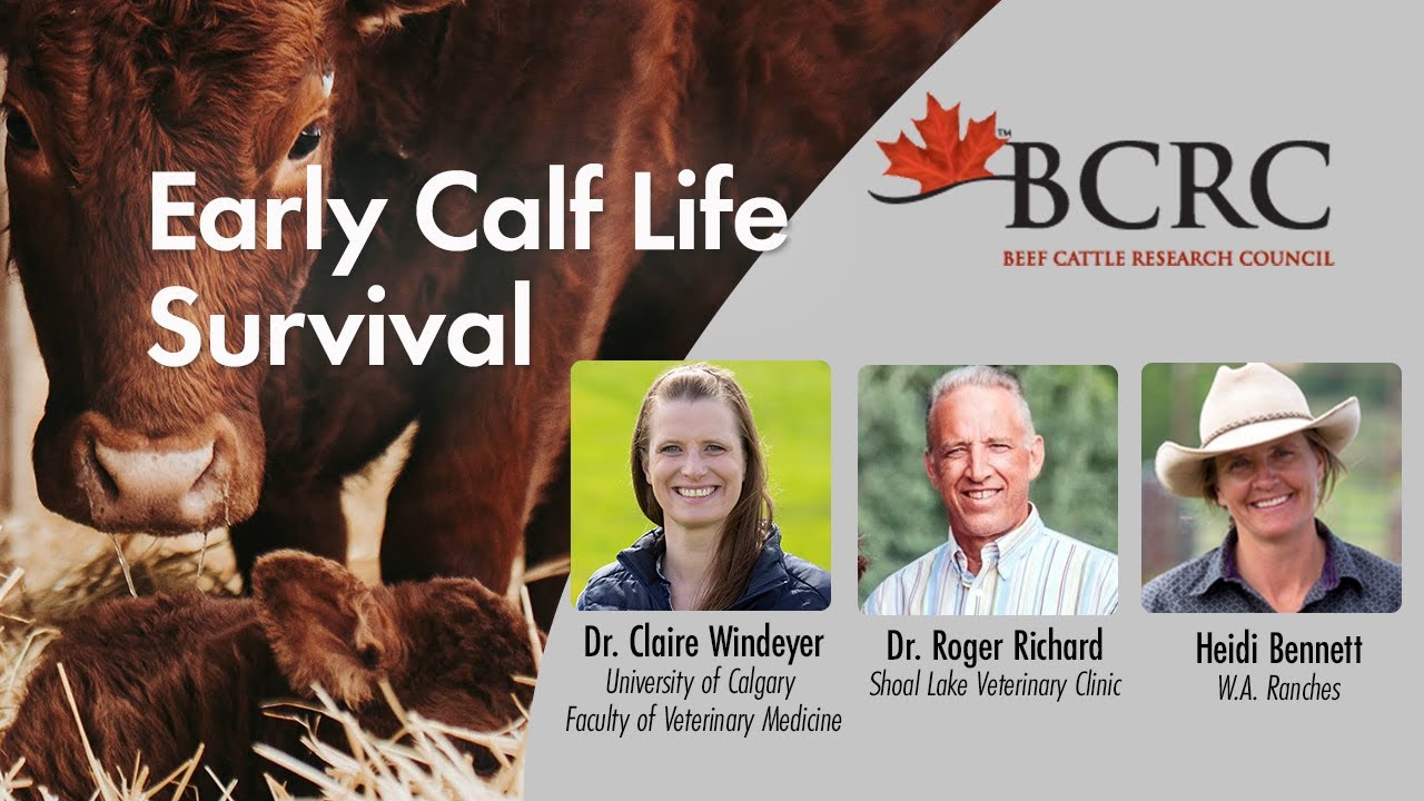 Early Calf Life Survival