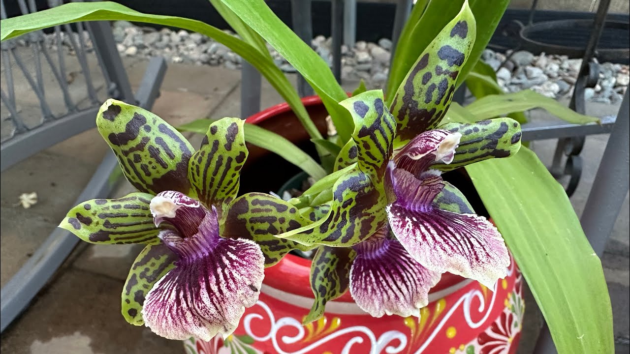 June - July Blooms 2025